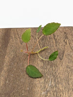 Begonia vankerckhovenii [cutting]
