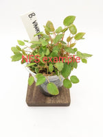 Begonia vankerckhovenii [cutting]