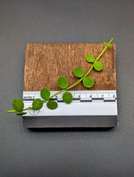 Dischidia nummularia (string of nickels) [cutting]