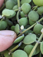 Dischidia nummularia (string of nickels) [cutting]