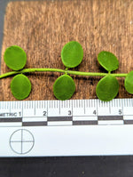 Dischidia nummularia (string of nickels) [cutting]