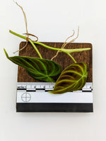 Philodendron verrucosum mini [cutting]
