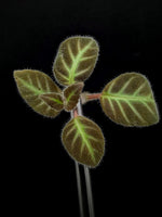 Gloxinella lindeniana [cutting]