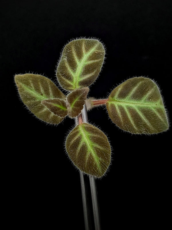Gloxinella lindeniana [cutting]