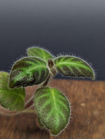 Gloxinella lindeniana [cutting]