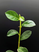 Ficus vaccinioides [cutting]