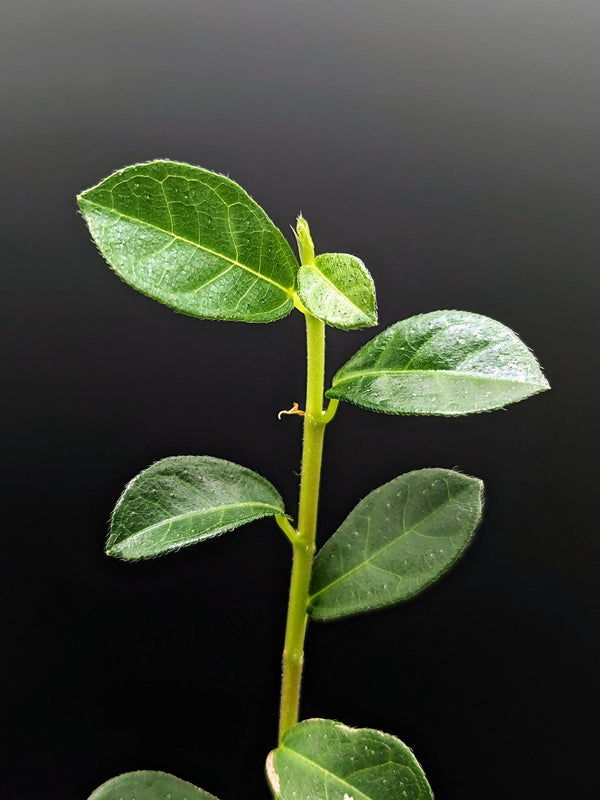 Ficus vaccinioides [cutting]