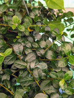 Ficus vaccinioides [cutting]
