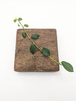 Ficus vaccinioides [cutting]