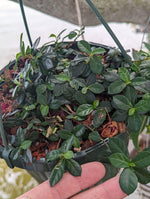 Ficus vaccinioides [cutting]