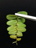 Marcgravia sp. Olivine [10-leaf cutting]