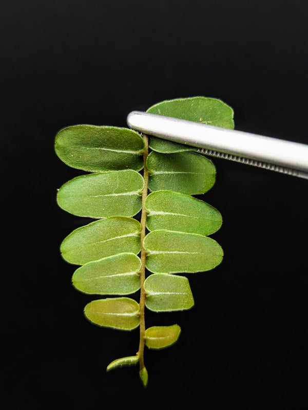Marcgravia sp. Olivine [10-leaf cutting]