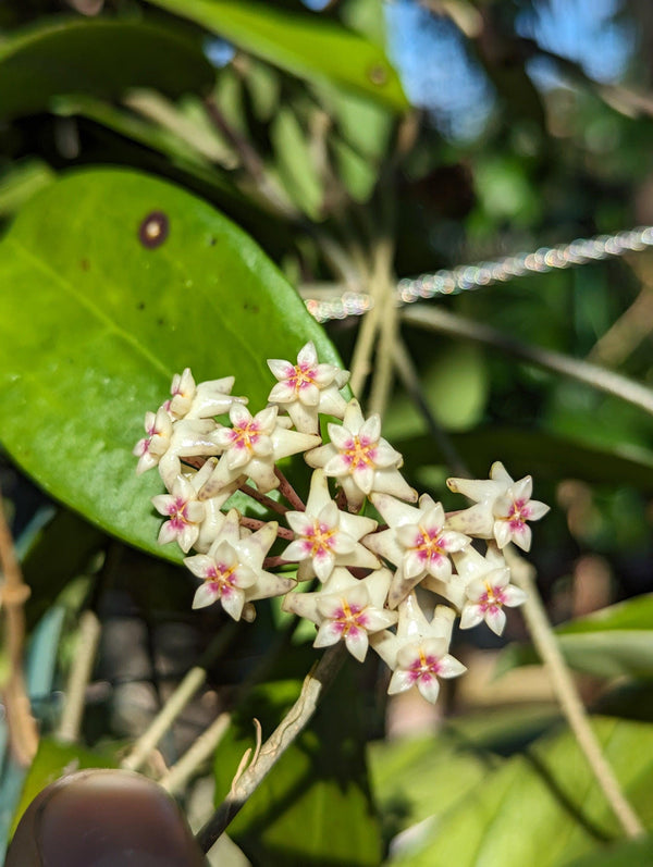 Hoya verticilliata [cutting]