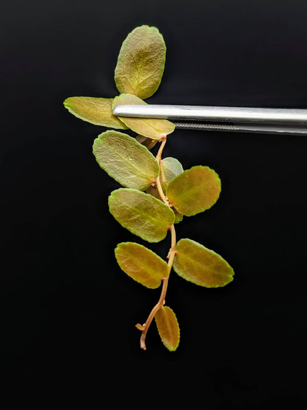 Marcgravia sp. brown peru #1 [10-leaf cutting]
