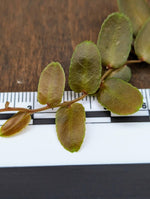 Marcgravia sp. brown peru #1 [10-leaf cutting]