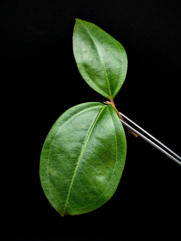 Pachycentria cf. constricta [cutting]