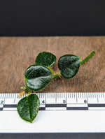 aff. Papuahoya sp01 'large leaves' [cutting]