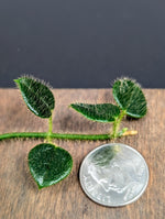 aff. Papuahoya sp01 'large leaves' [cutting]
