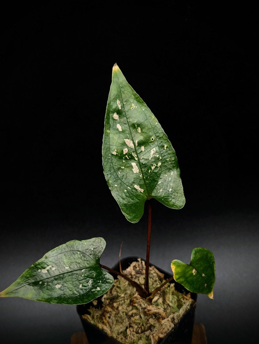 Cyrtosperma beccarianum x ??? [non-exact plant]