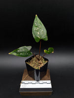 Cyrtosperma beccarianum x ??? [non-exact plant]