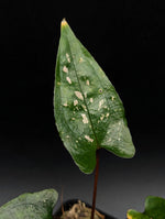 Cyrtosperma beccarianum x ??? [non-exact plant]