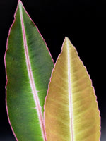 Labisia sp. kapuas hulu [non-exact]
