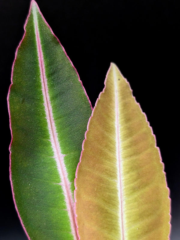 Labisia sp. kapuas hulu [non-exact]