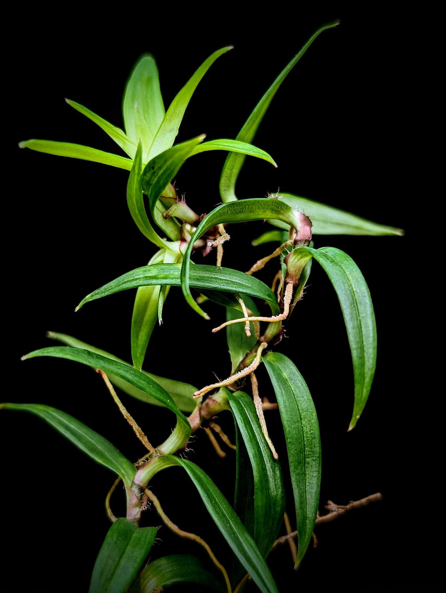 May include: A close-up of a green plant with long, thin leaves and thin, light brown roots. The plant is against a black background.