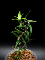 Freycinetia sp. Papua [non-exact]