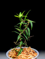 Freycinetia sp. Papua [non-exact]