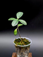 Cosmianthemum sp. Borneo [non-exact]