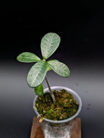 Cosmianthemum sp. Borneo [non-exact]