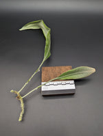 Pyrrosia cf. angustata [cutting]