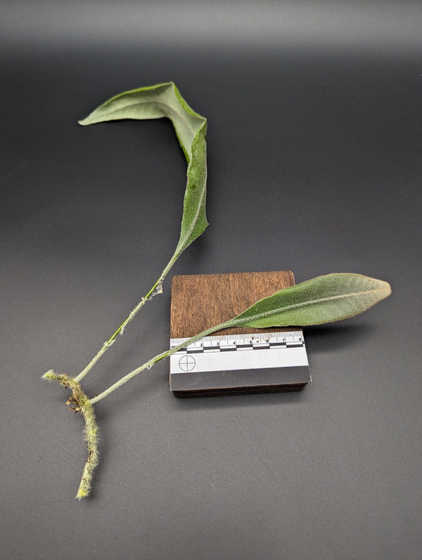 Pyrrosia cf. angustata [cutting]