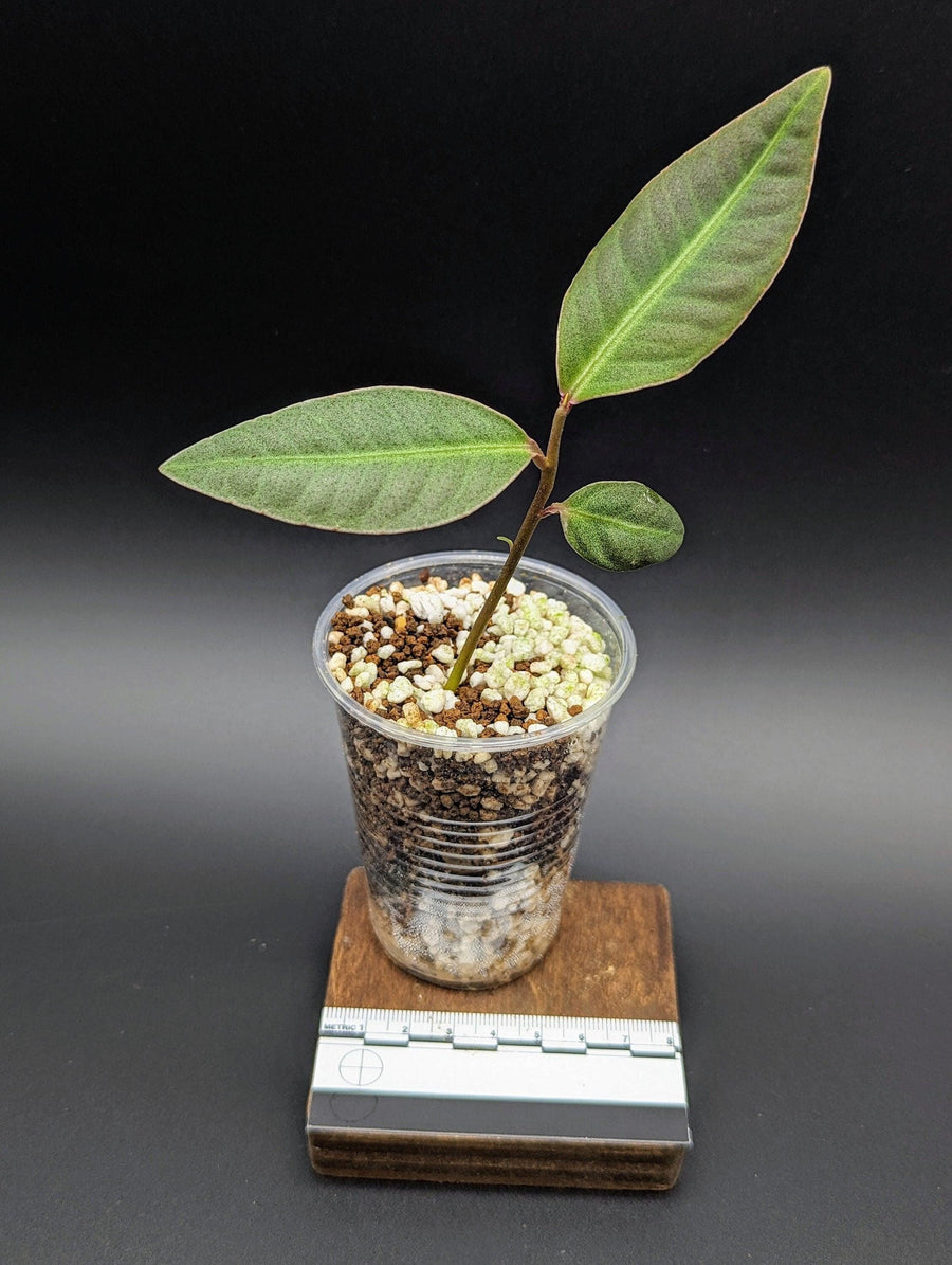 Labisia sp. silver [non-exact]