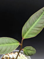 Labisia sp. silver [non-exact]