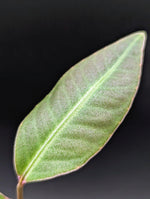 Labisia sp. silver [non-exact]