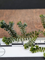 Selaginella sp. divisoria brown [cutting]