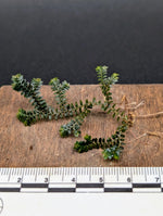 Selaginella sp. divisoria brown [cutting]