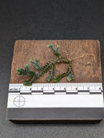 Selaginella sp. divisoria brown [cutting]