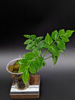 Leea sp. green [non-exact]