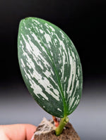 Zingiber sp lidi [non-exact]