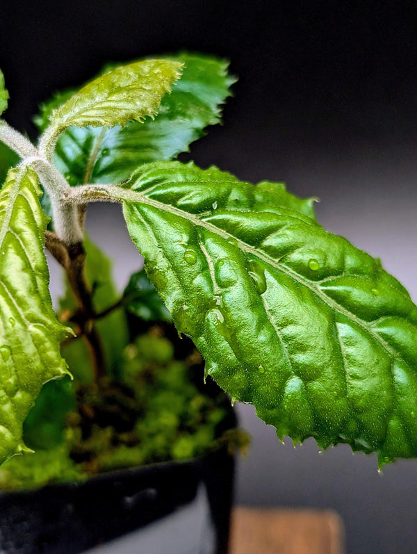 Ardisia sp. bengkulu Green form [non-exact]