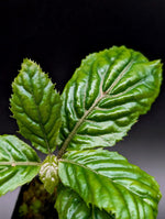 Ardisia sp. bengkulu Green form [non-exact]