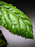 Ardisia sp. bengkulu Green form [non-exact]