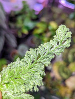 Selaginella sp. white peru [cutting]