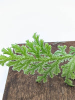 Selaginella sp. white peru [cutting]