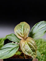 Sonerila sp. Jade Thailand [non-exact]