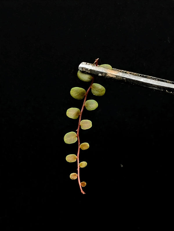 May include: A small green plant with round leaves hanging from a pair of silver tweezers against a black background.