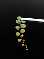 Marcgravia sp. melon [10-leaf cutting]